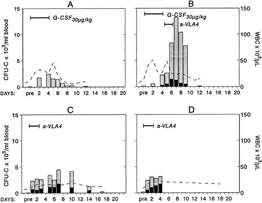 Fig. 2. Changes in white blood cells (- -) and in circulating clonogenic progenitors (CFU-C/mL blood) in four treated nonhuman primates. Animal A was given G-CSF (30 μg/kg/d for 5 days) and animal B was given G-CSF (30 μg/kg/d for 5 days) followed by a humanized anti-VLA4 antibody (1 mg/kg/d for 2 days). Animals C and D were given only the humanized anti-VLA4 (1 mg/kg/d for 3 days) BFUe (▪) and nonerythroid () colonies.