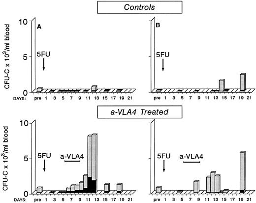 Fig. 5. Four baboons were given a single injection of 5FU (100 mg/kg) and blood counts and circulating clonogenic progenitors were monitored for approximately 3 weeks posttreatment. Two of the animals received between days 5 to 8 a total of four injections of anti-VLA4. Note that in the animals receiving anti-VLA4 there are several days with a significant number of circulating progenitors in contrast with control 5FU animals.