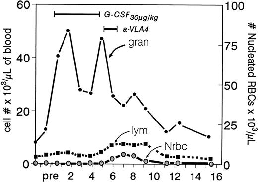 Fig. 7. Ranges in peripheral white blood cells (granulocytes and lymphocytes) after the sequential use of G-CSF and anti-VLA4 (animal B in Fig 2). Note that during the anti-VLA4 treatment despite the expected significant drop in granulocytes (after cessation of G-CSF ) there is a small peak in lymphocytes (the characteristic response in anti-VLA4 treatment) and an even smaller peak of nucleated red blood cells. The latter is virtually unmeasurable in treatments with anti-VLA4 alone.