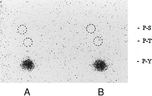 Fig. 10. Phosphoamino acid analysis of 32P-labeled enolase and the kinase activity induced by botrocetin-vWF. After in vitro kinase reactions described in Fig 9, the samples were applied on 8% SDS-PAGE. The 32P-labeled proteins corresponding to phosphorylated enolase and 60-kD protein were excised from polyacrylamide gels. Phosphoamino acid analysis was analyzed by two-dimensional electrophoresis described in the Materials and Methods. The positions of the phosphoamino acids were determined by ninhydrin staining of standards added to each extract. P-Y, phosphotyrosine; P-T, phosphothreonine; P-S, phosphoserine. (A) Enolase; (B) 60-kD band. The data are representative of two experiments.