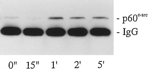 Fig. 2. Association of p60c-src with p72syk induced by botrocetin-vWF. Platelets were activated with 3 μg/mL of botrocetin and 10 μg/mL of vWF, and p72syk-associated proteins were isolated by immunoprecipitation with anti-p72syk MoAb. The sample was applied to SDS-PAGE and Western blotting using anti-p60c-src MoAb. The data are representative of three experiments.