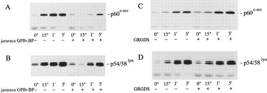Fig. 8. Effects of jararaca GPIb-BP or GRGDS peptide plus EGTA on the cytoskeletal association of p60c-src and p54/58lyn induced by botrocetin-vWF. Platelets were incubated with or without 10 μg/mL of jararaca GPIb-BP (A and B) or with or without 200 μmol/L GRGDS peptide plus 1 mmol/L EGTA (instead of Ca2+) (C and D) for 5 minutes and then activated with 3 μg/mL of botrocetin and 10 μg/mL of vWF for the indicated time intervals. Cytoskeletal fractions were harvested as described in the legend for Fig 7. Immunoblot analysis of cytoskeletal fractions were performed with anti-p60c-src (A and C) and anti-p54/58lyn (B and D) MoAbs.
