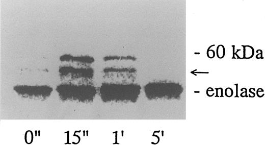 Fig. 9. GPIb-associated kinase activity induced by botrocetin-vWF. Platelets (109 cells/mL) suspended in a buffer containing 1 mmol/L Ca2+ were activated with 3 μg/mL of botrocetin and 10 μg/mL of vWF for the indicated time intervals. Reactions were then terminated with lysis buffer, and GPIb was isolated by immunoprecipitation with anti-GPIb MoAbs, WGA3. In vitro kinase assays were performed using enolase as exogenous substrate. The proteins were separated under reducing conditions by 8% SDS-PAGE and quantified with a BAS 2000 Phosphorimager. The arrow represents the band presumably derived from IgG heavy chains. The data are representative of three experiments.