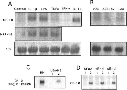 Fig. 1. Northern blot analysis of CP-10 and MRP-14 mRNA expression by bEnd-3 cells after 24 hours of stimulation. (A) Control unstimulated, IL-1β (340 U/mL), LPS (100 ng/mL), TNFα (12 U/mL), IFNγ (100 U/mL), and IL-1α (150 U/mL). (B) After 24 hours of culture with vitamin D3 (100 nmol/L), calcium ionophore 23187 (10 μmol/L), or PMA (10 ng/mL). (C) RNA from murine bone marrow cells (BM) and 24-hour (1) unstimulated or (2) LPS-activated (100 ng/mL) bEnd-3 cells was hybridized with the 32P-labeled CP-10 hinge region oligonucleotide probe. (D) CP-10 mRNA expression by bEnd-3, tEnd-1, and sEnd-1 cells cultured alone (1) or with LPS (100 ng/mL) for 24 hours. Membranes from (A) and (B) were rehybridized with a rat 18S RNA probe. Results are representative of at least three experiments.