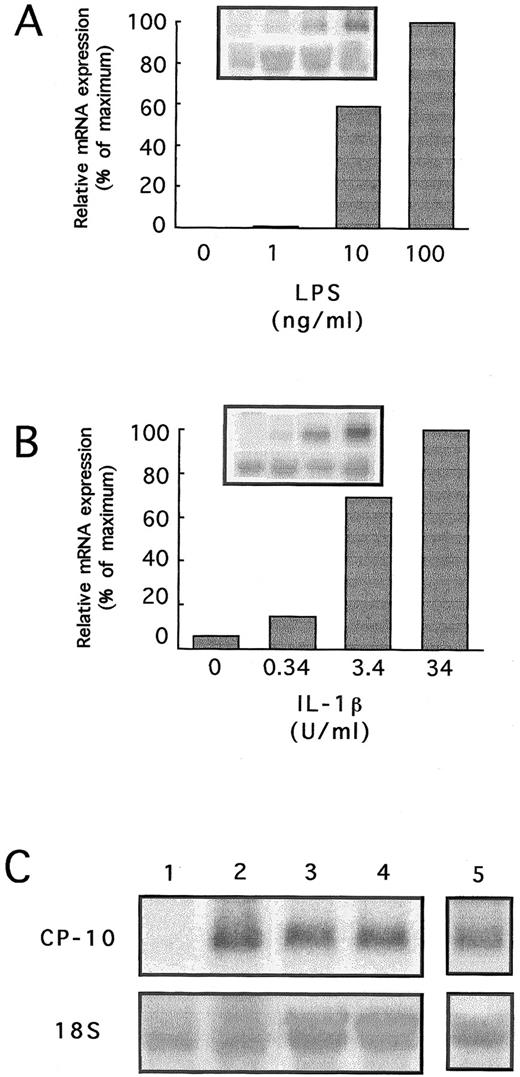 Fig. 2. (A and B) Dose-response of CP-10 mRNA induction in bEnd-3 cells cultured for 24 hours with LPS or IL-1β. Insets show Northern blots hybridized with CP-10 and 18S probes. Quantitation densitometry of CP-10 mRNA is given. (C) Northern blot analysis of bEnd-3 cells stimulated for 24 hours as follows: lane 1, control, unstimulated; lane 2, LPS (100 ng/mL); lane 3, LPS and control IgG (0.5 μg/mL); lane 4, LPS and neutralizing anti-TNFα MoAb (0.5 μg/mL); and lane 5, LPS and IL-1RA (100 ng/mL). The blot was rehybridized with a rat 18S RNA probe. Results are representative of two experiments.