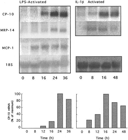 Fig. 3. Time course of CP-10, MRP-14, and MCP-1 mRNA induction by LPS or IL-1β. bEnd-3 cells were cultured with LPS (1 μg/mL) or IL-1β (340 U/mL) for the indicated times and total RNA was analyzed by Northern blotting using CP-10, MRP-14, and MCP-1 riboprobes and the 18S rat RNA probe. Separate experiments with IL-1 and LPS are given. RNA was quantitated by densitometry and values expressed as detailed in the Materials and Methods. Results are representative of two experiments.