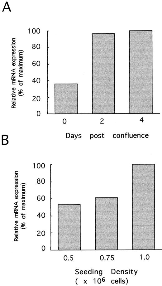 Fig. 4. The state of confluence of bEnd-3 cells influences CP-10 mRNA expression. (A) mRNA from confluent, postconfluent, and late postconfluent bEnd-3 cells (days 0, 2, and 4, respectively) stimulated with LPS (1 μg/mL) for 24 hours. Quantitation by densitometry of CP-10 mRNA is detailed in the Materials and Methods. (B) bEnd-3 cells were subcultured onto 100-mm tissue culture plates at the densities given and grown for 4 days before stimulating with LPS (1 μg/mL) for 24 hours and mRNA was processed for Northern analysis. Results are representative of two experiments.