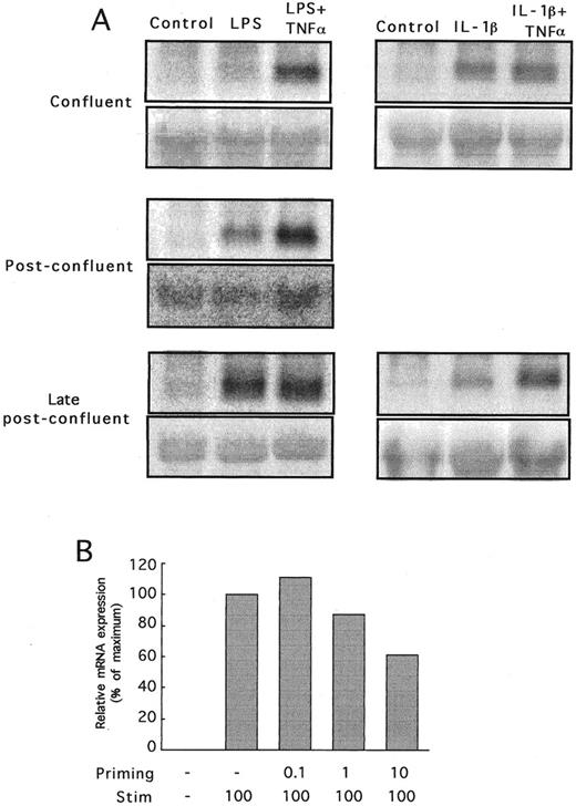 Fig. 5. (A) Northern analysis showing CP-10 mRNA expression in bEnd-3 cells activated for 24 hours with LPS (1 μg/mL) or IL-1β (3.4 U/mL) with and without TNFα (12 U/mL). Confluent (day 0), postconfluent (day 2), and late postconfluent (day 4) monolayers were used. Blots were rehybridized with 18S probe as shown. Results are representative of two experiments. (B) CP-10 mRNA expression in bEnd-3 cells after LPS priming (0.01 to 10 ng/mL) for 16 hours, followed by stimulation with LPS at 100 ng/mL for 24 hours. CP-10 mRNA levels determined by densitometry are expressed relative to the nonprimed LPS-stimulated mRNA level (100%).