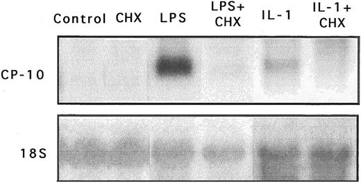 Fig. 6. Expression of CP-10 mRNA is dependent on de novo protein synthesis. Northern blot analysis of CP-10 mRNA levels in bEnd-3 cells incubated for 24 hours without stimulation (control), with CHX (0.5 μg/mL), with LPS alone (100 ng/mL), with LPS and CHX, with IL-1β alone (30 U/mL), and with IL-1β and CHX. Blots were reprobed with the 18S RNA probe. Note that the results of different experiments with LPS and IL-1 are given. Results are representative of two experiments.