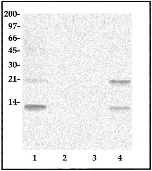 Fig. 7. CP-10 protein from control, LPS-activated, or IL-1–activated EC lysates. CP-10 was enriched from lysates of control (lane 2), IL-1–activated (lane 3), and LPS-activated (lane 4) bEnd-3 cells by anti–CP-10 polyclonal antibody affinity chromatography. Eluted protein was examined by Western blot analysis as described in the Materials and Methods. Similar results were obtained in three experiments. Recombinant CP-10 (lane 1) was used as a positive control and the positions of molecular weight standards are shown.