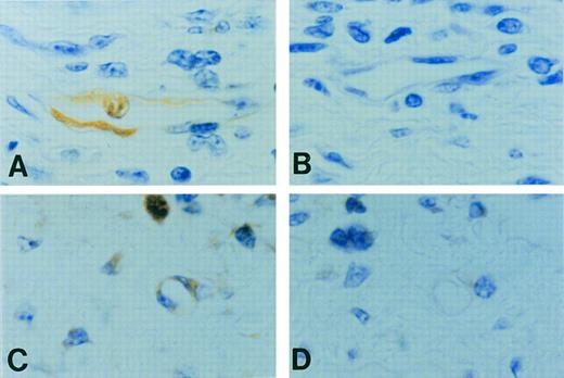 Fig. 8. Positive CP-10 staining (A) of microvessels and capillaries (n = 3, 4 fields/footpad) was obtained in 18 of 110 vessels counted when footpads from sensitized mice were challenged with ovalbumin and sections were stained with affinity-purified anti–CP-10 IgG. Note the positive staining of the neutrophil within the vessel. No reactivity occurred with control rabbit IgG (B). Serial sections show CP-10–positive staining of a small blood vessel and PMN (C) with anti–CP-10, whereas the same vessel was negative (D) when reactivity was competed with rCP-10. Original magnification × 1,000.