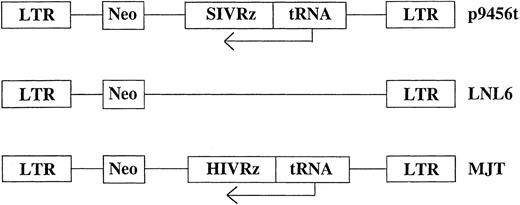 Fig. 1. Schematic representation of the retroviral vectors used for transduction of rhesus CD34+ cells. Ribozymes were cloned into the retroviral vector LNL627 as previously described under the control of the tRNAVal promoter.15 neo, neomycin phosphotransferase gene.