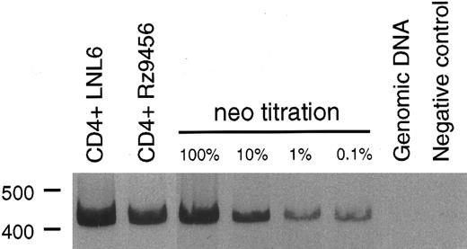 Fig. 2. PCR analysis of vector DNA in T cells derived from transduced CD34+ progenitor cells. Rhesus CD34+ cells were transduced with either the LNL6 or p9456t retroviral vectors and then cultured on thymic stroma to support T-cell differentiation. T cells derived from transduced progenitor cells were expanded in the presence of G418 and then 100 ng of DNA was analyzed for the presence of vector DNA by PCR using primers specific for the neo gene. The neo titration samples consisted of the indicated percentage of CEMx174 cells stably transduced with the retroviral vector LN diluted in rhesus genomic DNA.
