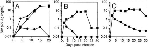 Fig. 4. Inhibition of SIV replication in CD4+ T cells derived from CD34+ cells transduced with the 9456 ribozyme. CD34+ cells were transduced with a retroviral vector containing either the 9456 ribozyme (•) or, as controls, the LNL6 vector (▪) or the HIV-1–specific ribozyme MJT (♦), which does not recognize SIV. Transduced CD34+ cells were then cultured on thymic stroma to support T-cell differentiation, expanded, selected in G418, and then infected with SIVmac239 at an MOI of 0.01 TCID50 (A), 0.1 TCID50 (B), or 1 TCID50 /cell (C).