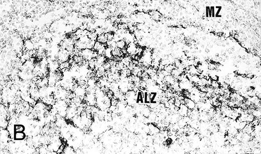 Fig. 3. Expression of GM-CSF and GM-CSFRα in tonsillar lymphoid follicle. (A) Immunostain of GM-CSF. Some positive lymphocytes are scattered in the germinal center, but the distinct reticular pattern was not found. Counterstained with methyl green. Original magnification × 90. (B) Immunostain of GM-CSFRα. The distinct lacy pattern is found in the light zone and often in the outer and mantle zones. MZ, mantle zone; ALZ, apical light zone. Counterstained with methyl green. Original magnification × 240. (C) Immunoelectron micrograph of GM-CSFRα on FDC. Note a positive reaction on the surface of binucleated FDC embracing lymphocyte (L) of FDC. Bar = 1 nm. Original magnification × 5,700. (D) In situ hybridization of GM-CSFRα oligonucleotide. Dendritic-shaped cells are heavily labeled. Uncounterstained. Original magnification × 386.