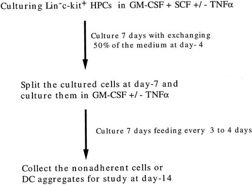 Fig. 1. Schematic representation of culture conditions of highly purified murine Lin−c-kit+ HPCs.