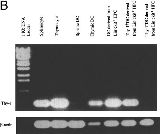 Fig. 5. The expression of Thy-1 antigen and its mRNA in thymic DCs, splenic DCs, and DCs generated from Lin−c-kit+ HPCs.Ia+CD11c+CD3−CDB220−Gr-1−NK1.1−TER-119− thymic and splenic DCs were highly purified by sorting them from low-density thymocytes and splenocytes after centrifuging on 14.5% metrizamid medium. The expression of Thy-1 antigen was reanalyzed on either freshly isolated or cultured thymic and splenic DCs upon stimulation with GM-CSF + mouse TNFα for 3 days. The percentage of Thy-1+ cells is indicated in the histograms (A). Thy-1 mRNA was examined in the indicated cells using RT-PCR (B). Total RNAs were extracted from 1 × 105 cells of splenocytes, thymocytes, splenic DCs, thymic DCs, and Lin−c-kit+ HPC-derived DCs. DCs generated from Lin−c-kit+ HPCs were further sorted into Thy-1+ and Thy-1− subpopulations. The β-actin transcripts were used as control (B). Similar experiments were performed three times and representative results are shown here.