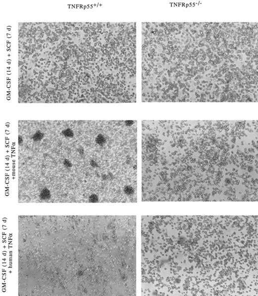 Fig. 7. Development of dendritic cell aggregates in cultured Lin−c-kit+ HPCs-derived from TNF-Rp55+/+ mice bone marrow. Morphologic observation was performed under a phase contrast microscope on cultured Lin−c-kit+ HPCs. Lin−c-kit+ HPCs were isolated from TNF-Rp55+/+ or TNF-Rp55−/− mice bone marrow cells and incubated for 14 days (14 d) as described in the Materials and Methods. Similar experiments were repeated three times and representative results are shown here. Original magnification × 100.