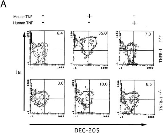 Fig. 8. Two-color immunofluorescence analysis on the cultured Lin−c-kit+ HPCs. Lin−c-kit+ HPCs from TNF-Rp55+/+ wild-type or TNF-Rp55−/− mice bone marrow were cultured in the presence or absence of mouse or human TNFα combined with GM-CSF and SCF for 14 days, and two-color immunfluorescence analysis was performed to determine the expression of Ia with DEC-205 (A) or CD86 (B) as described in the Materials and Methods. Representative results from three independent experiments are shown here.