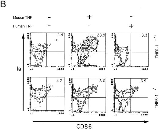 Fig. 8. Two-color immunofluorescence analysis on the cultured Lin−c-kit+ HPCs. Lin−c-kit+ HPCs from TNF-Rp55+/+ wild-type or TNF-Rp55−/− mice bone marrow were cultured in the presence or absence of mouse or human TNFα combined with GM-CSF and SCF for 14 days, and two-color immunfluorescence analysis was performed to determine the expression of Ia with DEC-205 (A) or CD86 (B) as described in the Materials and Methods. Representative results from three independent experiments are shown here.