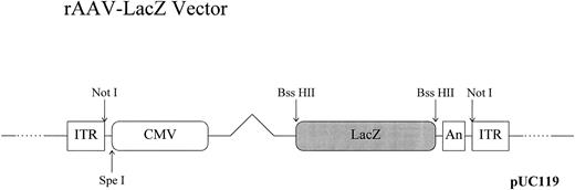 Fig. 1. Recombinant AAV-CMV-LacZ vector. LacZ expression cassette was inserted between the ITRs (inverted terminal repeats) of a pUC-based plasmid containing both the AAV ITRs and the AAV rep and cap genes outside the ITRs. Cloning sites used for vector construction are shown. CMV, CMV promoter; An, simian virus 40 (SV40) early polyadenylation signal.