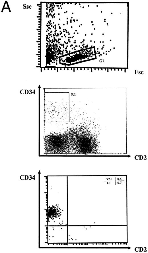 Fig. 2. FACS analysis of cells differentiating in the T-lymphopoiesis system. (A) Input cells: top panel is forward scatter (Fsc) versus side scatter (Ssc) profile showing the gate (G1) used for analysis of lymphocyte-like cells. The middle panel is a flow cytometric profile of surface CD2 and CD34 expression of MNCs used for flow cytometric purification. The R1 gate (1% to 2% MNCs) was established to sort CD34+CD2− cells by comparing positive and negative stained controls. The lower panel is a representative flow cytometric analysis of CD34+CD2− cells isolated by flow cytometry or magnetic bead separation before culture on thymic stroma. Quadrants were set using matched isotype controls, and comparable purification results were obtained in multiple independent experiments. (B) Differentiation of cells expressing surface CD2, CD3, CD4, and CD8 in human thymic stroma culture is not perturbed by exposure to rAAV. FACS analysis of CD34+CD2− cells either mock-transduced (upper panel) or exposed to rAAV (lower panel) after 21 days in the T-lymphopoiesis system. Quadrants were established using matched isotype antibody controls and represent one of three comparisons. Minor cell populations expressing nonlymphoid phenotypes were detectable at early time points, but these were absent at later time points (data not shown).