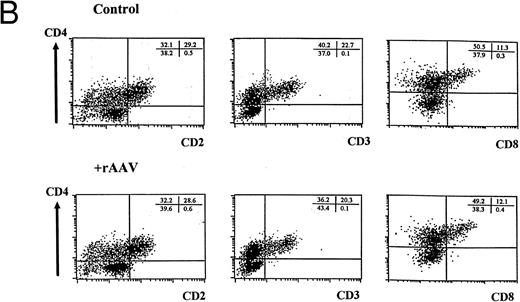 Fig. 2. FACS analysis of cells differentiating in the T-lymphopoiesis system. (A) Input cells: top panel is forward scatter (Fsc) versus side scatter (Ssc) profile showing the gate (G1) used for analysis of lymphocyte-like cells. The middle panel is a flow cytometric profile of surface CD2 and CD34 expression of MNCs used for flow cytometric purification. The R1 gate (1% to 2% MNCs) was established to sort CD34+CD2− cells by comparing positive and negative stained controls. The lower panel is a representative flow cytometric analysis of CD34+CD2− cells isolated by flow cytometry or magnetic bead separation before culture on thymic stroma. Quadrants were set using matched isotype controls, and comparable purification results were obtained in multiple independent experiments. (B) Differentiation of cells expressing surface CD2, CD3, CD4, and CD8 in human thymic stroma culture is not perturbed by exposure to rAAV. FACS analysis of CD34+CD2− cells either mock-transduced (upper panel) or exposed to rAAV (lower panel) after 21 days in the T-lymphopoiesis system. Quadrants were established using matched isotype antibody controls and represent one of three comparisons. Minor cell populations expressing nonlymphoid phenotypes were detectable at early time points, but these were absent at later time points (data not shown).
