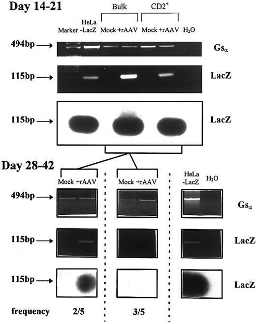 Fig. 5. Analysis of rAAV-LacZ genome in high molecular weight DNA from developing T cells derived from CD34+CD2− isolated at various time points after culture on thymic stroma. Shown are representative data from five experiments at either early time points (14 to 21 days) or later time points (28 to 42 days). PCR was performed with LacZ-specific primers and the identity of the products was confirmed by Southern blotting with a digoxygenin-labeled probe specific to an internal region of LacZ. Gsα primers were used as a positive control for genomic DNA quality and a single 494-bp product was detected.
