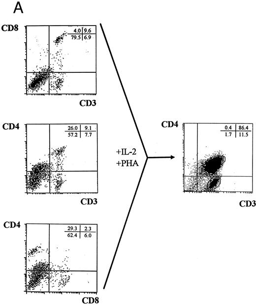 Fig. 6. Characterization of the rAAV-LacZ DNA in FACS-purified mature CD3+ T cells derived from transduced CD34+CD2− cells. (A) Cells cultured for 28 days expressed surface CD3, CD4, and CD8 and were stimulated with IL-2 and PHA as described in the Materials and Methods. CD3+CD4+ and CD3+CD8+ cells were sorted by flow cytometry using the depicted gates after quadrants were established with matched isotype control antibodies. (B) PCR analysis of high molecular weight DNA extracted from purified mature single-positive T cells. PCR and Southern blot analysis for LacZ transgene was performed as described in Fig 5. Primers for β-actin were used as a positive control. Intervening wells between the last two lanes have been spliced out for clarity.