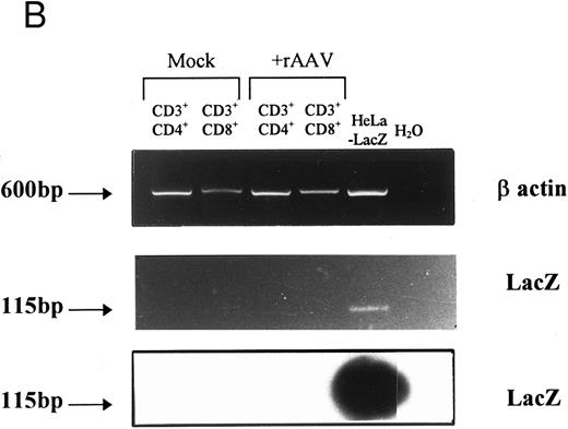 Fig. 6. Characterization of the rAAV-LacZ DNA in FACS-purified mature CD3+ T cells derived from transduced CD34+CD2− cells. (A) Cells cultured for 28 days expressed surface CD3, CD4, and CD8 and were stimulated with IL-2 and PHA as described in the Materials and Methods. CD3+CD4+ and CD3+CD8+ cells were sorted by flow cytometry using the depicted gates after quadrants were established with matched isotype control antibodies. (B) PCR analysis of high molecular weight DNA extracted from purified mature single-positive T cells. PCR and Southern blot analysis for LacZ transgene was performed as described in Fig 5. Primers for β-actin were used as a positive control. Intervening wells between the last two lanes have been spliced out for clarity.
