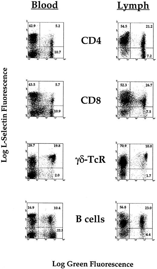 Fig. 4. Flow cytometric analysis of the expression of L-selectin on the surface of lymphocyte subsets collected from peripheral blood or efferent prescapular lymph. Cells were collected, and phenotyped for conventional lymphocyte subsets. Using a second antibody, L-selectin expression could then be compared on each subset normally found in peripheral blood and efferent lymph.