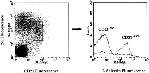 Fig. 7. Expression of L-selectin on the surface of (- - -) CD21+ and (——) CD21− B cells in the peripheral blood (representative plot from 1 of 4 animals).