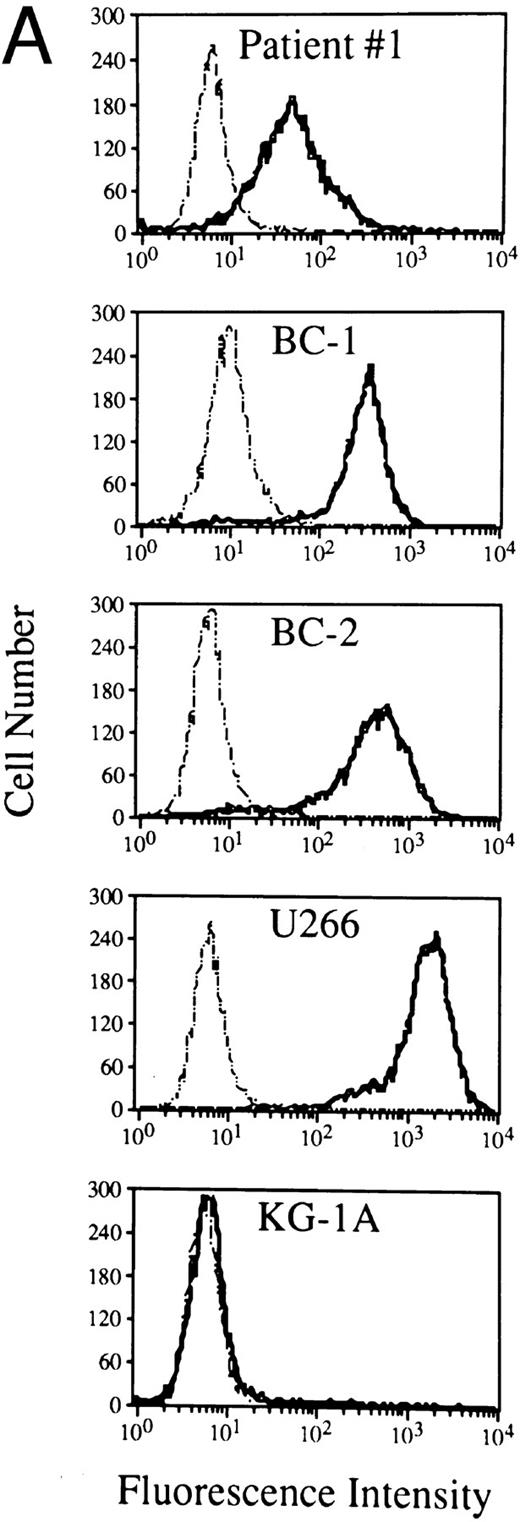 Fig. 3. Expression and molecular characterization of the CD138/syndecan-1 antigen in cells from PEL. (A) Flow cytometry profiles showing CD138/syndecan-1 surface expression in primary tumor cells from patient no. 1, human PEL-derived cell lines (BC1 and BC2), the human myeloma cell line U266, and myeloid leukemia cells KG-1A. Cells were incubated with the anti-CD138/syndecan-1 MoAb BB-4 (solid lines) and an irrelevant isotype-matched mouse antibody (dotted lines), followed by fluorescein isothiocyanate (FITC)-labeled goat antimouse Ig. The X- and Y-axes, respectively, indicate the logarithm of relative green fluorescence intensity and the relative cell numbers. (B) Relative differences in CD138/syndecan-1 surface expression among PEL-derived cell lines (CROAP-2, BCBL-1, BC-1, BC-2, and HBL-6), human myeloma cells U266, and myeloid leukemia cells KG-1A. Fluorescence values were converted into MESF by comparing the results of anti-CD138/syndecan-1 staining with calibrated reference microbeads containing measured numbers of FITC molecules. Results are expressed as the mean ± SEM of net MESF values derived from three different experiments. (C) Western blot analysis of cell lysates from the human myeloma cell line U266 (5.0 × 106/100 μL), the PEL cell line BC-1 (5.0 × 106/100 μL), and the acute myelogenous leukemia cell line KG-1A (2.5 × 106/100 μL). The blot was incubated with 1.5 μg/mL of the anti-CD138/syndecan-1 MoAb BB-4 and shown by chemiluminescence. The position of molecular weight markers is indicated.