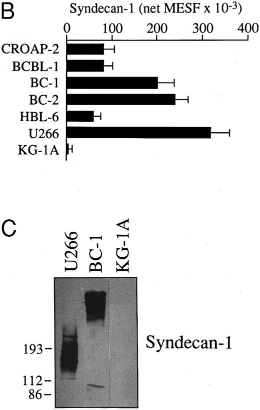 Fig. 3. Expression and molecular characterization of the CD138/syndecan-1 antigen in cells from PEL. (A) Flow cytometry profiles showing CD138/syndecan-1 surface expression in primary tumor cells from patient no. 1, human PEL-derived cell lines (BC1 and BC2), the human myeloma cell line U266, and myeloid leukemia cells KG-1A. Cells were incubated with the anti-CD138/syndecan-1 MoAb BB-4 (solid lines) and an irrelevant isotype-matched mouse antibody (dotted lines), followed by fluorescein isothiocyanate (FITC)-labeled goat antimouse Ig. The X- and Y-axes, respectively, indicate the logarithm of relative green fluorescence intensity and the relative cell numbers. (B) Relative differences in CD138/syndecan-1 surface expression among PEL-derived cell lines (CROAP-2, BCBL-1, BC-1, BC-2, and HBL-6), human myeloma cells U266, and myeloid leukemia cells KG-1A. Fluorescence values were converted into MESF by comparing the results of anti-CD138/syndecan-1 staining with calibrated reference microbeads containing measured numbers of FITC molecules. Results are expressed as the mean ± SEM of net MESF values derived from three different experiments. (C) Western blot analysis of cell lysates from the human myeloma cell line U266 (5.0 × 106/100 μL), the PEL cell line BC-1 (5.0 × 106/100 μL), and the acute myelogenous leukemia cell line KG-1A (2.5 × 106/100 μL). The blot was incubated with 1.5 μg/mL of the anti-CD138/syndecan-1 MoAb BB-4 and shown by chemiluminescence. The position of molecular weight markers is indicated.
