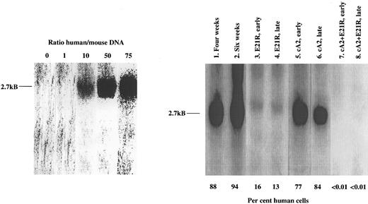 Fig. 1. Determination of JMML cell engraftment in SCID/NOD mice using Southern blot analysis of bone marrow DNA. Lanes 1 and 2 refer to untreated mice 4 and 6 weeks posttransplant. The other data are from transplanted mice receiving early or late treatment with either E21R alone (lanes 3 and 4), or MoAb cA2 alone (lanes 5 and 6), or mice receiving 4 weeks treatment with E21R and MoAb cA2 starting at the time of transplantation (early treatment, lane 7), or 4 weeks posttransplant (late treatment, lane 8). Each lane shows blot of bone marrow DNA from one individual mouse and is representative of at least four other mice. The characteristic 2.7-kB band indicating a human specific DNA sequence, is shown to the left, and the percentages of human-derived DNA were estimated from the known human/mice mixtures as indicated.