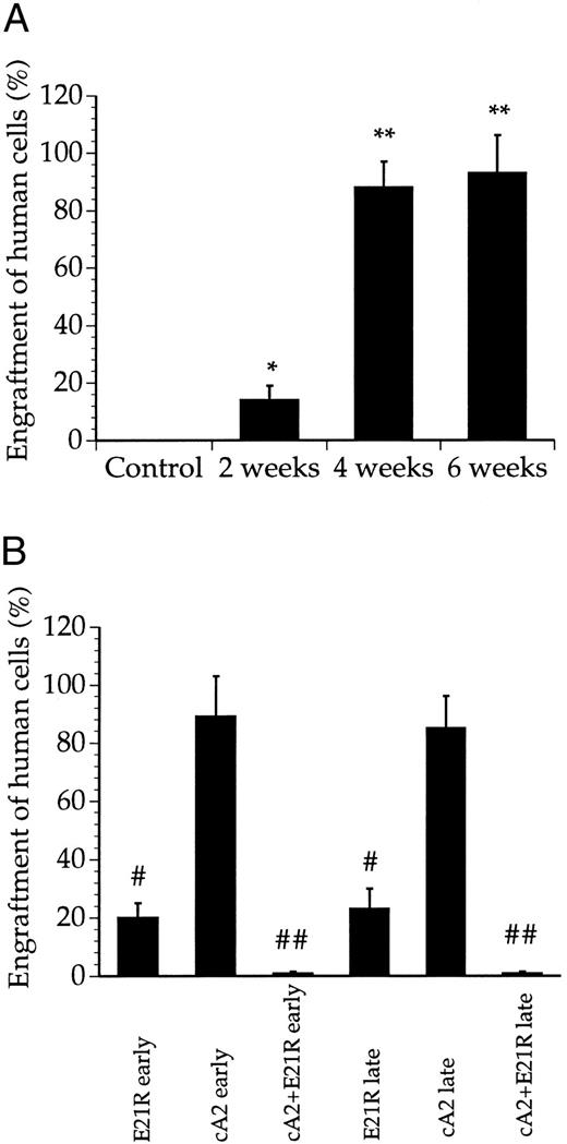Fig. 2. Quantitation of bone marrow engraftment of JMML cells in SCID/NOD mice based on Southern blotting. (A) Bone marrow engraftment of human-derived cells in nontransplanted mice (control) and untreated, transplanted mice 2, 4, and 6 weeks posttransplant. * P < .05, ** P < .01 compared with control mice. (B) Bone marrow engraftment of human-derived cells in mice treated for 4 weeks with E21R alone and/or MoAb cA2 starting from the time of transplant (early treatment) or starting 4 weeks posttransplant (late treatment). # P < .05, ## P < .01 compared with untreated mice 4 weeks posttransplant. Values are the means + SEM from five mice.