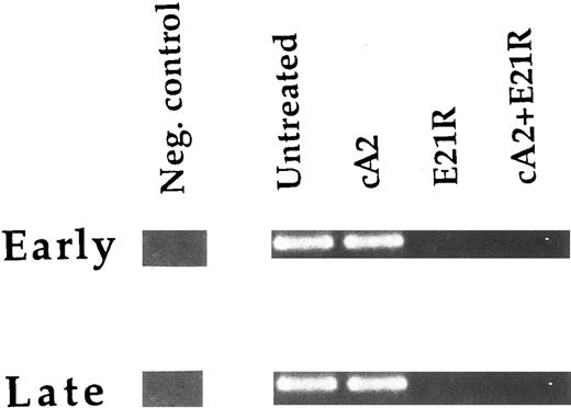 Fig. 5. Detection of human-derived cells in peripheral blood of transplanted SCID/NOD mice. RNA was extracted from blood leukocytes and used as starting material for RT-PCR. The bands indicate the PCR product corresponding to the human specific β subunit of the GM-CSF receptor. Results are from one untreated mouse and mice treated for 4 weeks with E21R alone and/or MoAb cA2 starting from the time of transplant (early treatment) or starting 4 weeks posttransplant (late treatment). Mouse bone marrow RNA was used as a negative control. The data are representative of two other experiments.
