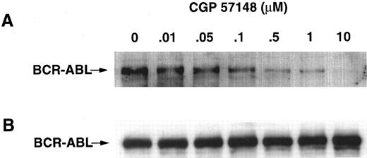 Fig. 2. IC50 of inhibition of p185BCR-ABL kinase. 32Dp185 cells were incubated for 1.5 hours in the presence of the indicated concentration of inhibitor. Cells were lysed and equal amounts of lysate were analyzed by immunoblotting with antiphosphotyrosine (A) or anti-ABL antibodies (B). The migration of BCR-ABL is marked with an arrow on the left of the panel. These gels were scanned using a laser densitometer. No significant differences in the amount of ABL protein were noted on the ABL immunoblot. The scanned data from the antiphosphotyrosine immunoblot were used to calculate the IC50, defined as a 50% reduction of the intensity of the BCR-ABL phosphotyrosine band. The data shown are representative of two separate experiments and similar values were obtained for the IC50s.