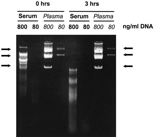 Fig. 2. Stability of DNA in plasma and serum. Blood of a normal volunteer was taken into tubes, previously spiked with plasmid DNA (pGEM7Zf+) to final concentrations as indicated. Serum or plasma was isolated immediately or after 3 hours of storage at room temperature. DNA was extracted, run on a 2% agarose gel, and stained with ethidium bromide. DNA in plasma is stable whereas DNA in serum is rapidly degraded. Arrows indicate intact plasmid DNA bands.