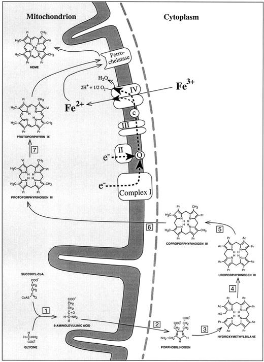 Fig. 1. Schematic representation of the heme biosynthetic pathway and its connection with the electron transport chain of the inner mitochondrial membrane. (1) 5-Aminolevulinic acid synthase; (2) 5-aminolevulinic acid dehydratase; (3) porphobilinogen deaminase; (4) uroporphyrinogen III synthase; (5) uroporphyrinogen III decarboxylase; (6) coproporphyrinogen III oxidase; (7) protoporphyrinogen III oxidase. Complex I, NADH dehydrogenase; complex II, succinate dehydrogenase; complex III, b/c1-complex = ubiquinol cytochrome c reductase; complex IV, cytochrome c oxidase; Q, coenzyme Q = ubiquinone; c, cytochrome c. The broken line (grey) represents the outer mitochondrial membrane. In accordance with the point mutations identified in mtDNA-encoded subunit I of cytochrome c oxidase, the reduction of Fe3+ to Fe2+ has been placed into complex IV of the respiratory chain.