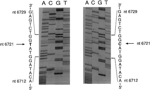 Fig. 5. Sequencing of the COX I mutation in patient no. 1. mtDNA light strand; normal sequence on the left, mutated sequence on the right. The pathologic clone showed a T → C transition at nt 6721.