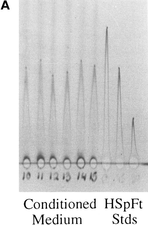 Fig. 1. Rocket immunoelectrophoresis of ferritin (A) and albumin (B) in hepatoma cell medium. (A) Rockets obtained with concentrated samples of conditioned medium from hepatoma cells in comparison with standards (Stds) of horse spleen ferritin (HSpFt) (3 slots on far right). Samples (6 lanes on the left) are from individual flasks of cells grown for 48 hours in protein-free medium (see Materials and Methods). Standards contained 10, 6, and 2 μg/mL horse spleen ferritin protein (from left to right). (B) Samples of medium from cells that were and were not treated with the Golgi function inhibitor, brefeldin A (+ BFA; 4 μg/mL), in comparison with rat albumin standards (Stds; 3 lanes on far right). Lanes 1 to 3 and 7 to 9 from left were from untreated cells, lanes 4 to 6 and 10 to 12 were from BFA treated cells, as indicated.