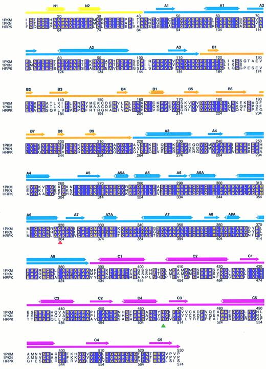 Fig. 1. Alignment of muscle-type PK from felis domesticus (1PKM) and oryctolagus cuniculus (1PKN) with R-type PK from human (HRPK). The alignment was generated with AMPS, as described in the Materials and Methods and drawn with the program ALSCRIPT.35 Amino acids that are completely conserved among the three PKs are shown with yellow letters in boxes shaded with magenta. Only residues of human R-type PK (56-574) corresponding to 1PKM (12-530) are shown. The secondary structure elements, α-helixes and β-strands, assigned to 1PKM are shown above the sequences as cylinders and filled arrow, respectively. The domain organization of PK is represented by filled arrows right under the secondary structure elements. Color code: the N-terminal domain N is yellow, the catalytic domain A is blue, domain B is orange, and the C-terminal twisted αβ-type domain C is pink. The numbers above the sequences are in accordance with the numbering in 1PKM, whereas the numbers beneath the sequences refer to the codon numbering of HRPK. The red-filled triangle indicates the position of residue 364 (glycine to aspartic acid mutation), and the green filled triangle indicates the position of residue 510 (arginine to glutamine mutation).