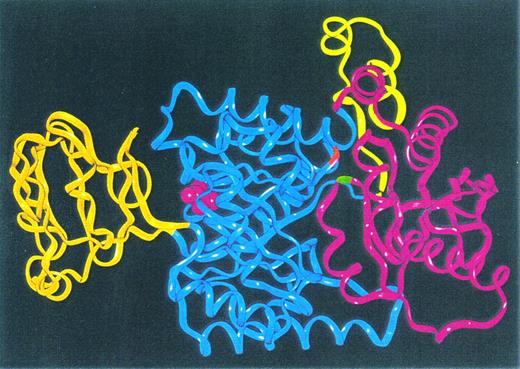 Fig. 4. Cα-ribbon trace of the model of human R-type PK monomer. The color code is as for Fig 1: the N-terminal domain N is yellow, catalytic domain A is blue, domain B is orange, and the C-terminal twisted αβ-type domain C is pink. The positions of the amino acids 364 (G1091 to A mutation) and 510 (G1529 to A mutation) are indicated by red and green color, respectively. The active site bound pyruvate molecule taken from 1PKN9 is represented by pink space filling.