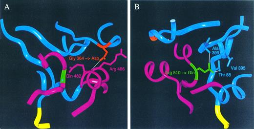 Fig. 5. Close-up view of areas around the amino acids 364 (A) and 510 (B). Residues in close contact with the mutated residues, translated from codons 364 and 510, are shown with side chains, whereas the residues further apart are shown in Cα-ribbon trace representation as in Fig 4. The color code is as for Fig 1. (A) and (B) are shown with the mutated aspartic acid and glutamine replacing the wild-type glycine and arginine, respectively. Hydrogen bonds less than 3.0 Å are shown as white lines.