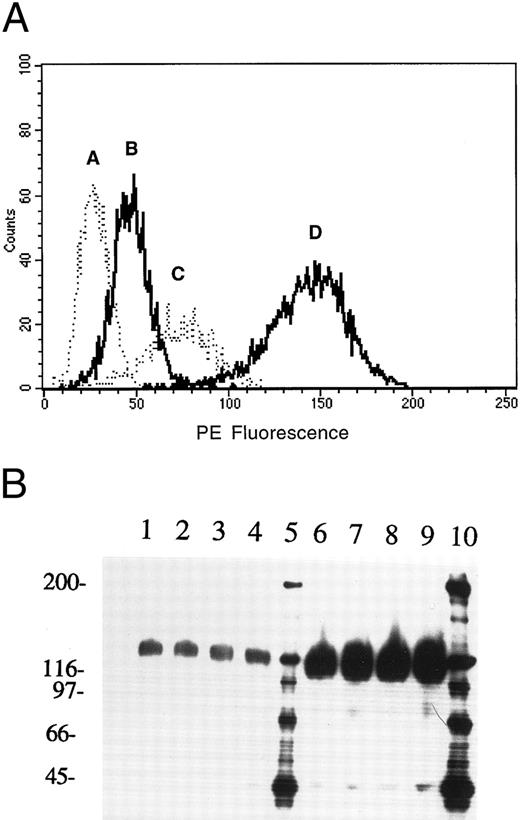 Fig. 1. Expression of AC133 on retinoblastoma cell lines. (A) FACS analysis of Y79 and WERI-Rb-1 cell lines stained with AC133-PE: A, isotype control; B, Y79 cells; C, PMA-activated Y79 cells; D, WERI-Rb-1 cells. (B) Immunoprecipitation of AC133 antigen from PMA-activated Y79 and WERI-Rb-1 cells. Lanes 1 to 4, PMA-activated Y79 cells immunoprecipitated with 2.5, 5, 10, and 20 μg AC133, respectively. Lanes 6 to 9, WERI-Rb-1 cells immunoprecipitated with 2.5, 5, 10, and 20 μg AC133. Lanes 5 and 10, molecular weight markers.