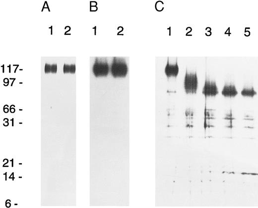 Fig. 2. Isolation and analysis of AC133 protein. (A) Lanes 1 and 2, silver-stained gel of purified AC133 antigen prepared for protein sequence analysis. (B) Lanes 1 and 2, Western blot of partially purified AC133 antigen using AC133 as the primary antibody with an anti-mouse IgG-HRP conjugate as secondary antibody. Secondary antibody was detected by chemiluminescence with the Super-Signal system (Pierce). (C) Endoglyconase treatment of partially purified AC133 antigen. Lane 1, 0 U PNGase F; lane 2, 0.002 U; lane 3, 0.01; lane 4, 0.02 U; lane 5, 0.1 U. AC133 antigen loses approximately 20 to 25 kD upon N-linked deglycosylation.