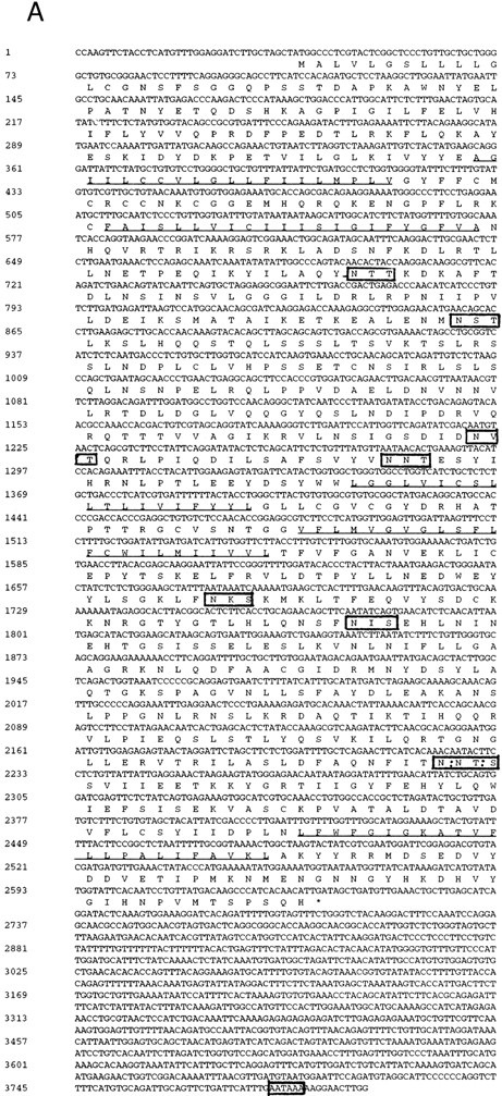 Fig. 4. Sequence analysis of AC133 antigen. (A) Sequence of AC133 antigen cDNA. The 5-TM domains are underlined, the 8 N-linked glycosylation sites are in boxes (the seventh and eighth glycosylation sites are in 1 larger box; dashed lines indicate where they overlap), and the polyadenylation signal is in a small box. (B) Hydrophobicity analysis of the AC133 antigen protein sequence. The hydrophobic signal peptide is notable along with 5 very hydrophobic TM domains. The last TM domain contains a single lysine in the middle of the TM sequence. (C) Graphic of the proposed structural model of AC133 antigen. This protein is modeled as having an extracellular N-terminus, a cytoplasmic C-terminus (containing 5 tyrosine residues), 2 small cysteine-rich cytoplasmic loops, and 2 very large extracellular loops each containing 4 consensus sequences for N-linked glycosylation. The position of the 4 original peptides is indicated in bold.
