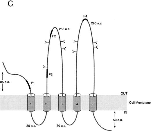 Fig. 4. Sequence analysis of AC133 antigen. (A) Sequence of AC133 antigen cDNA. The 5-TM domains are underlined, the 8 N-linked glycosylation sites are in boxes (the seventh and eighth glycosylation sites are in 1 larger box; dashed lines indicate where they overlap), and the polyadenylation signal is in a small box. (B) Hydrophobicity analysis of the AC133 antigen protein sequence. The hydrophobic signal peptide is notable along with 5 very hydrophobic TM domains. The last TM domain contains a single lysine in the middle of the TM sequence. (C) Graphic of the proposed structural model of AC133 antigen. This protein is modeled as having an extracellular N-terminus, a cytoplasmic C-terminus (containing 5 tyrosine residues), 2 small cysteine-rich cytoplasmic loops, and 2 very large extracellular loops each containing 4 consensus sequences for N-linked glycosylation. The position of the 4 original peptides is indicated in bold.