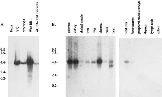Fig. 5. Northern analysis of AC133 antigen mRNA expression. (A) Total RNA was extracted from HeLa cells, Y79 cells, PMA-activated Y79 cells, WERI-Rb-1 cells, and MACS-isolated AC133+ fetal liver cells. Each lane was loaded with 15 μg total RNA, and a 32P-labeled 800-bp cDNA fragment was used as a probe. (B) Multiple tissue poly A+ Northern blots were purchased from Clontech and probed with 32P-AC133 antigen cDNA.